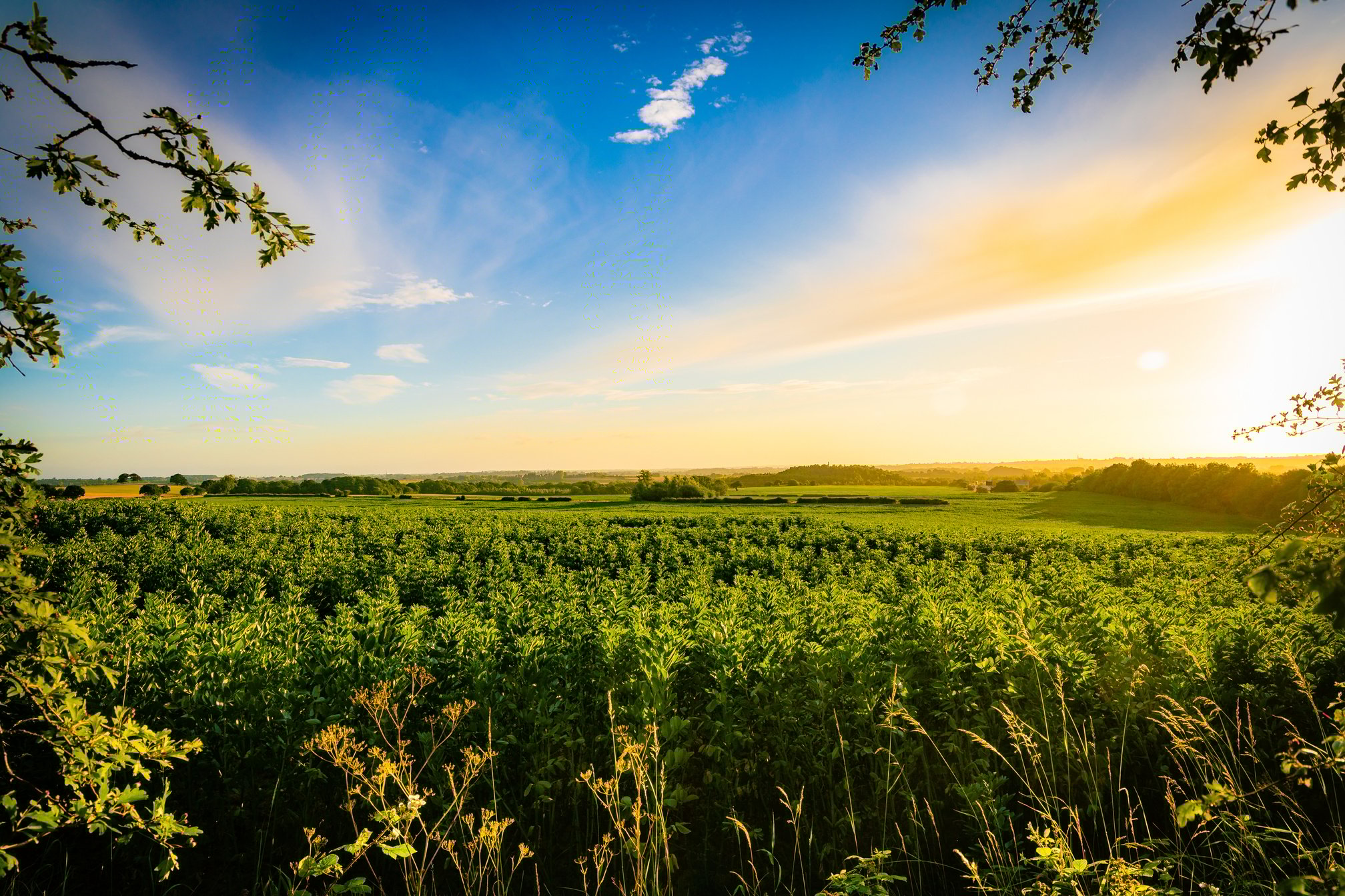 Early Morning View of Countryside